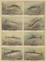 Süßwasserfische